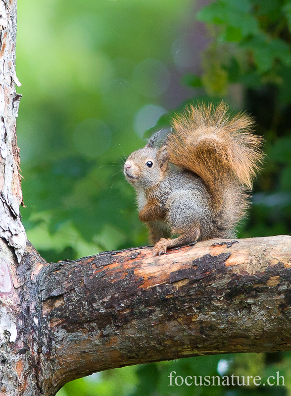 Ecureuil 7057.jpg - Ecureuil roux Sciurus vulgaris: première sortie hors du nichoir où il est né. Il a mis plus de deux heures pour trouver la succession de branches et troncs à emprunter pour retourner à l'abri du nichoir! (Ermitage, Genève, Suisse, mai 2013)